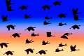 42 - Sandhill migration - POTTS GARY - united states (the)